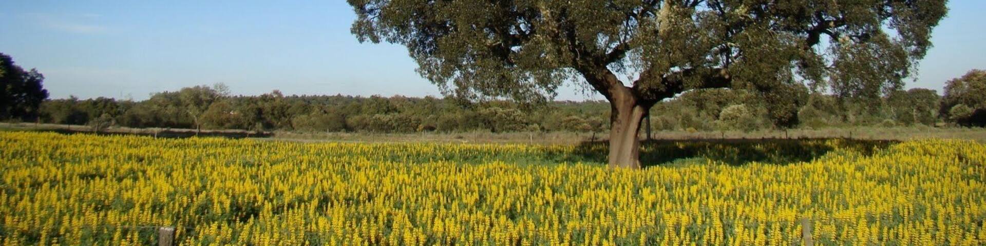#montargil #portugal #greatoutdoors
Local para descansar e se desligar dos problemas do cotidiano ...
Place to rest and disconnect from everyday problems ...
