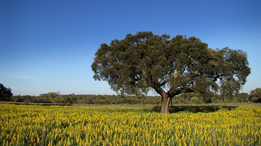 #montargil #portugal #greatoutdoors
Local para descansar e se desligar dos problemas do cotidiano ...
Place to rest and disconnect from everyday problems ...