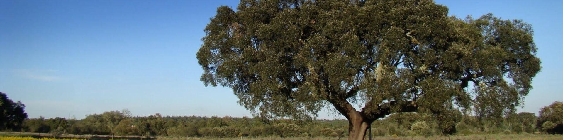 #montargil #portugal #greatoutdoors
Local para descansar e se desligar dos problemas do cotidiano ...
Place to rest and disconnect from everyday problems ...