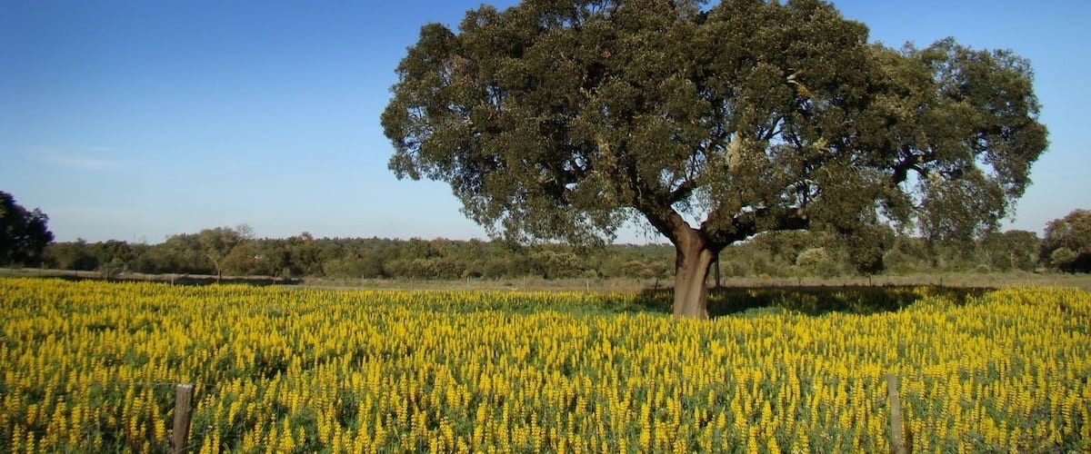 A tree in a field of yellow flowers.