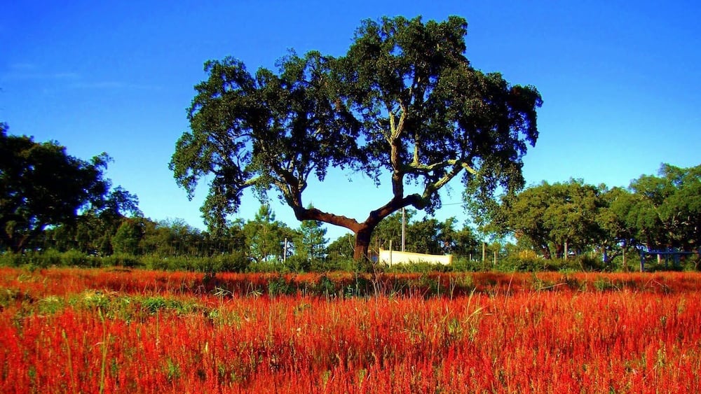 #montargil #portugal #GreatOutdoors
Local para descansar e se desligar dos problemas do cotidiano ...
Place to rest and disconnect from everyday problems ...