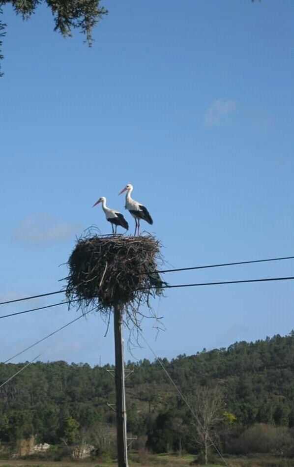 a couple of storks ... in the south of Portugal they find themselves on the borders of the roads, they make their nests on the electricity poles