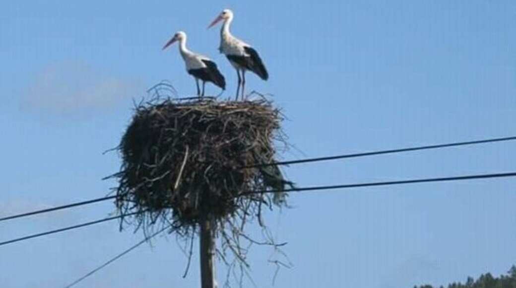 a couple of storks ... in the south of Portugal they find themselves on the borders of the roads, they make their nests on the electricity poles