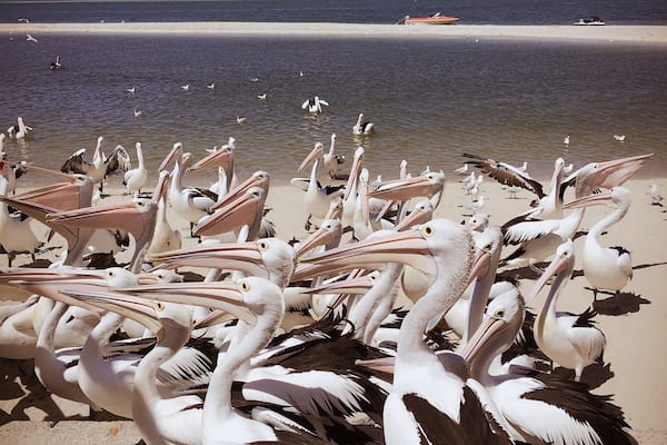 黃金海岸,是澳洲昆士蘭省的太平洋沿岸城市,人口52.7萬,北與府城布里斯本相鄰,南與新南威爾斯省堤維德岬接壤。座落於本市的邦德大學為昆士蘭省唯一的私立大學;且有一設於黃金海岸的分校為公立格里菲斯大學之最大校區。