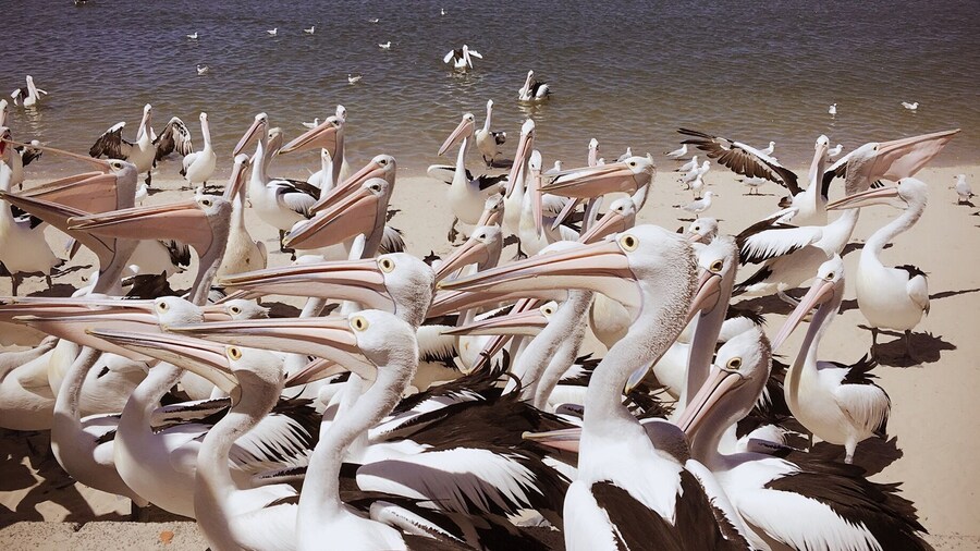 黃金海岸,是澳洲昆士蘭省的太平洋沿岸城市,人口52.7萬,北與府城布里斯本相鄰,南與新南威爾斯省堤維德岬接壤。座落於本市的邦德大學為昆士蘭省唯一的私立大學;且有一設於黃金海岸的分校為公立格里菲斯大學之最大校區。