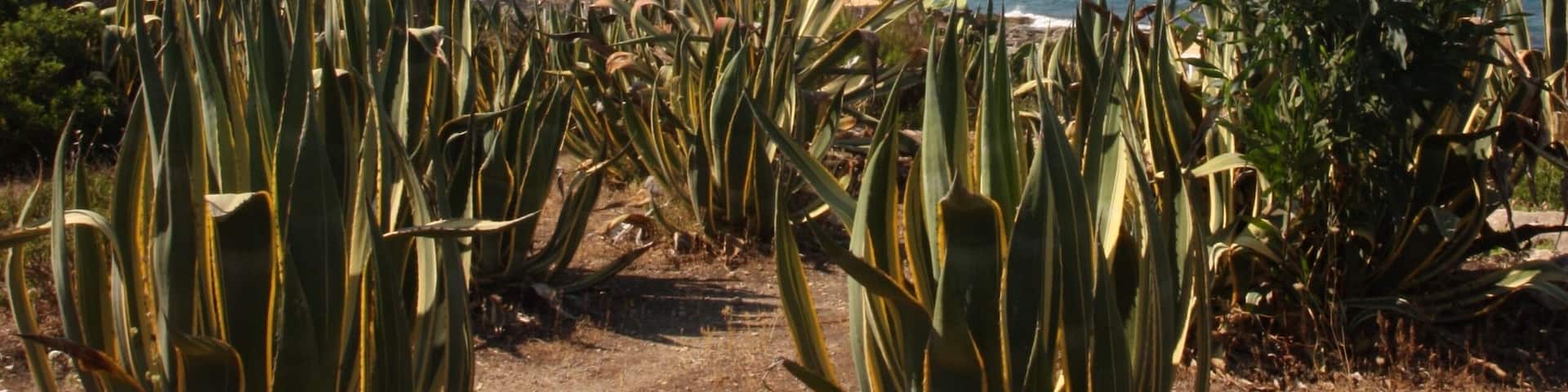 View of Etna Volcano at the bottom of the image.