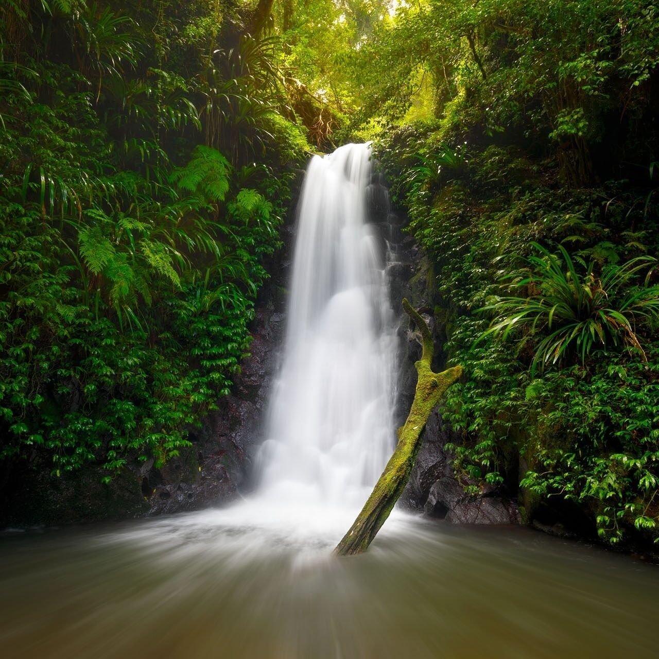 Gwongurai Falls is one of many beautiful waterfalls in Lamington National Park. This was taken late in the afternoon during a forest walk. While I was shooting this scene the sun streamed some amazing light through the trees, creating a nice glow in the greenery around the falls.  This place always keeps me coming back!