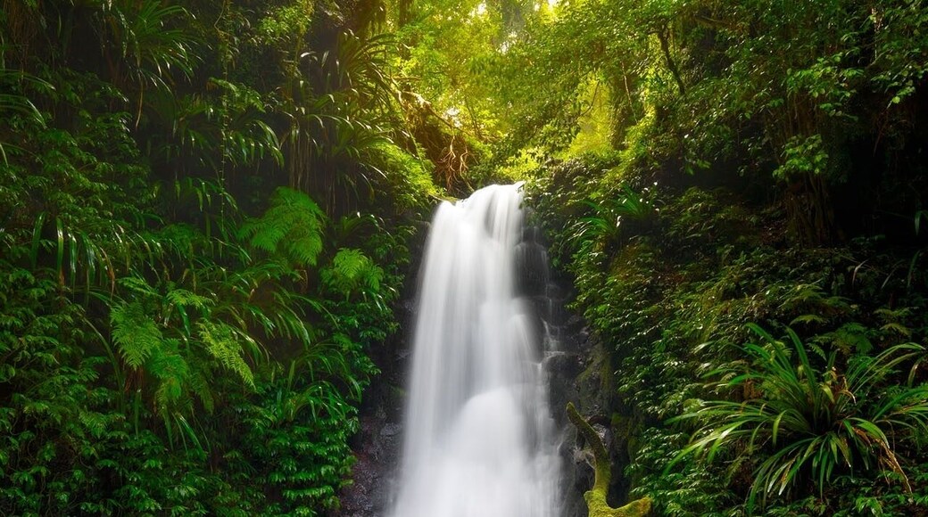 Gwongurai Falls is one of many beautiful waterfalls in Lamington National Park. This was taken late in the afternoon during a forest walk. While I was shooting this scene the sun streamed some amazing light through the trees, creating a nice glow in the greenery around the falls. This place always keeps me coming back!