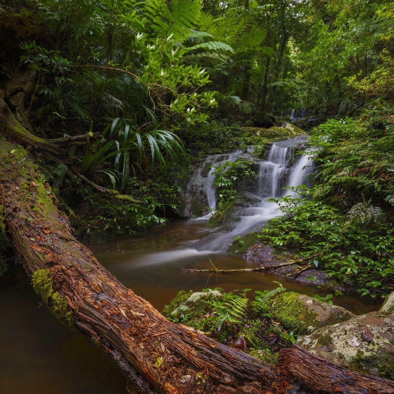 This is one of several small waterfalls that make up Jimbolongerri Cascades on the Albert River Circuit in Lamington National Park.  These cascades mark the beginning of the waterfalls section on the circuit where you will come across some of the most beautiful waterfalls in the area.  These waterfalls come alive after a big downpour of rain and really do look amazing. This waterfall is approximately half way up the cascades and if you look closely you can see the waterfall at the top where they begin.  #weekendgetaway #nationalpark #hiking #green