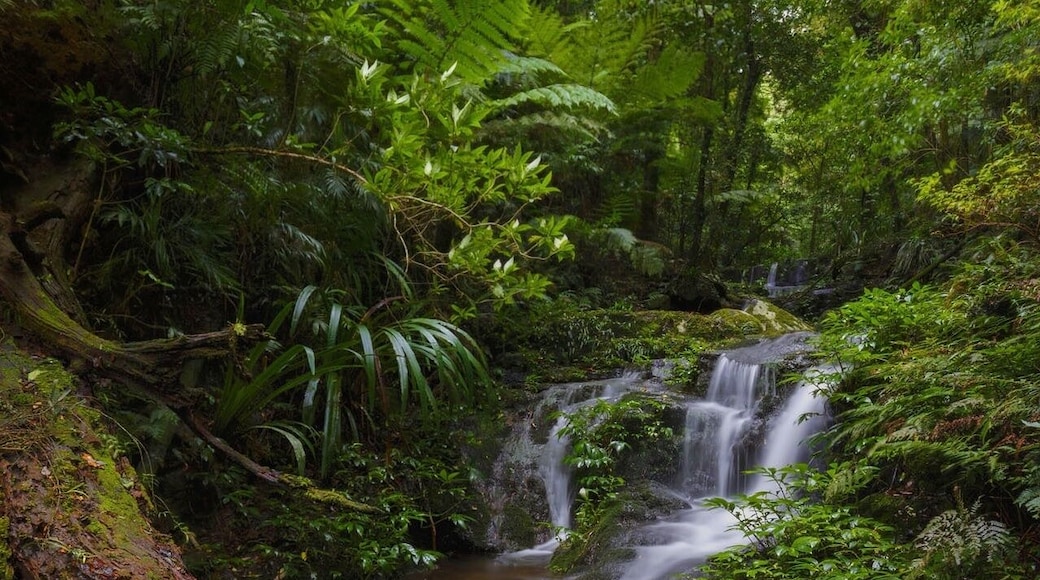 This is one of several small waterfalls that make up Jimbolongerri Cascades on the Albert River Circuit in Lamington National Park. These cascades mark the beginning of the waterfalls section on the circuit where you will come across some of the most beautiful waterfalls in the area. These waterfalls come alive after a big downpour of rain and really do look amazing. This waterfall is approximately half way up the cascades and if you look closely you can see the waterfall at the top where they begin. #weekendgetaway #nationalpark #hiking #green