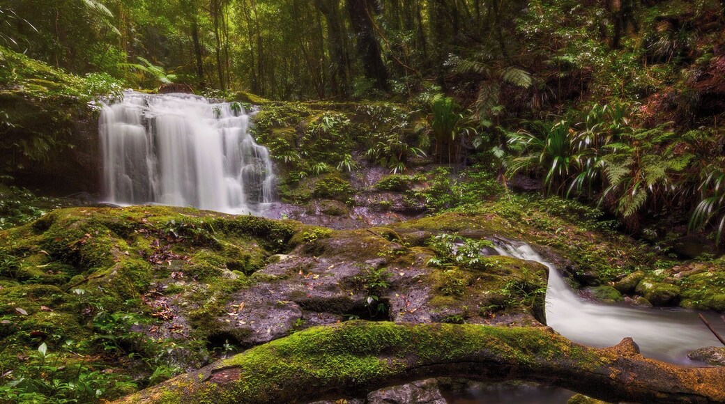 Some of the most beautiful waterfalls in the Lamington National Park live along the Albert River Circuit which is approximately a 20km hike from O'Reilly's. You will come across some beautiful scenery on this circuit, here is Mirror Falls looking amazing after recent rainfall just weeks ago. #hiking