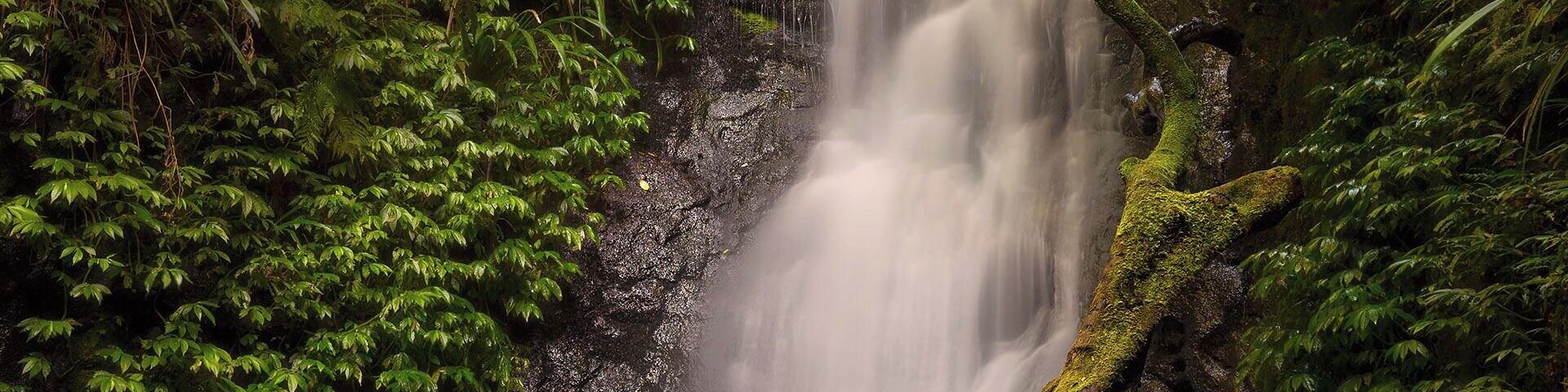 One of many beautiful waterfalls in Lamington National Park. This was taken late in the afternoon during a recent forest walk. While I was shooting this scene the sun streamed some amazing light through the trees leaving a nice glow in the greenery around the falls. This is nature at its best!
#weekendgetaway #hiking #green