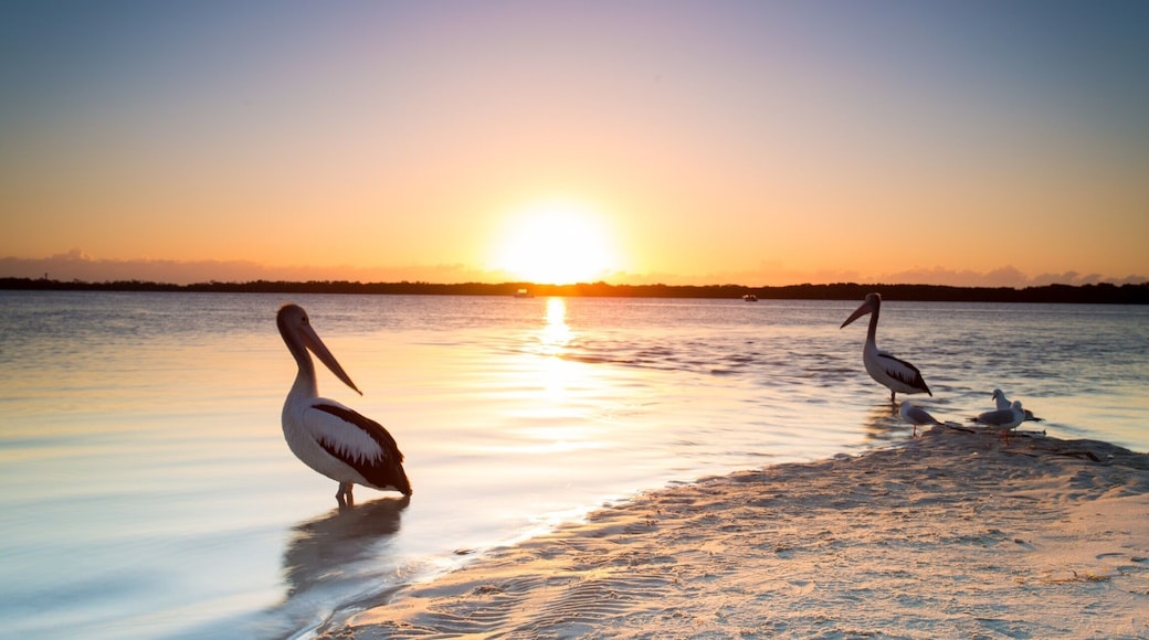 Look at these posers! They're enjoying some warmth during #goldenhour and probably waiting for a fisherman to bring them breakfast. This beach runs along the Pumistone Passage which is very popular for lovers of all types of water sports. It's also great for little toddlers beginning to swim. I just love the colours especially in the morning light 💖
#queensland #australia
#beachbound