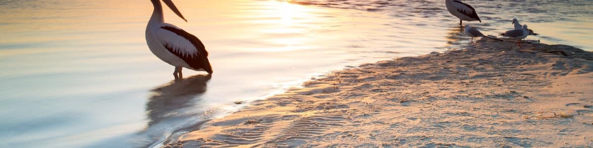 Look at these posers! They're enjoying some warmth during #goldenhour and probably waiting for a fisherman to bring them breakfast. This beach runs along the Pumistone Passage which is very popular for lovers of all types of water sports. It's also great for little toddlers beginning to swim. I just love the colours especially in the morning light 💖
#queensland #australia
#beachbound