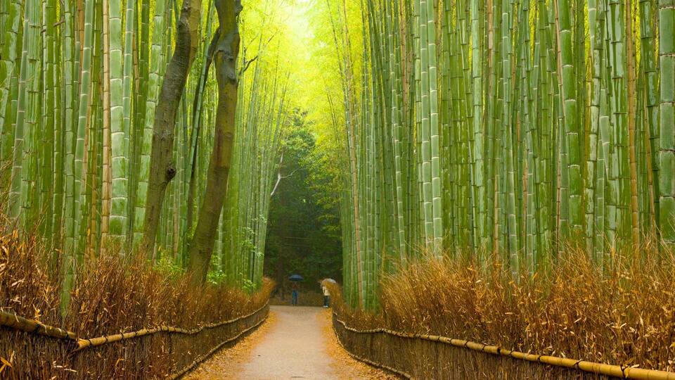 A pathway flanked by tall bamboo groves.
