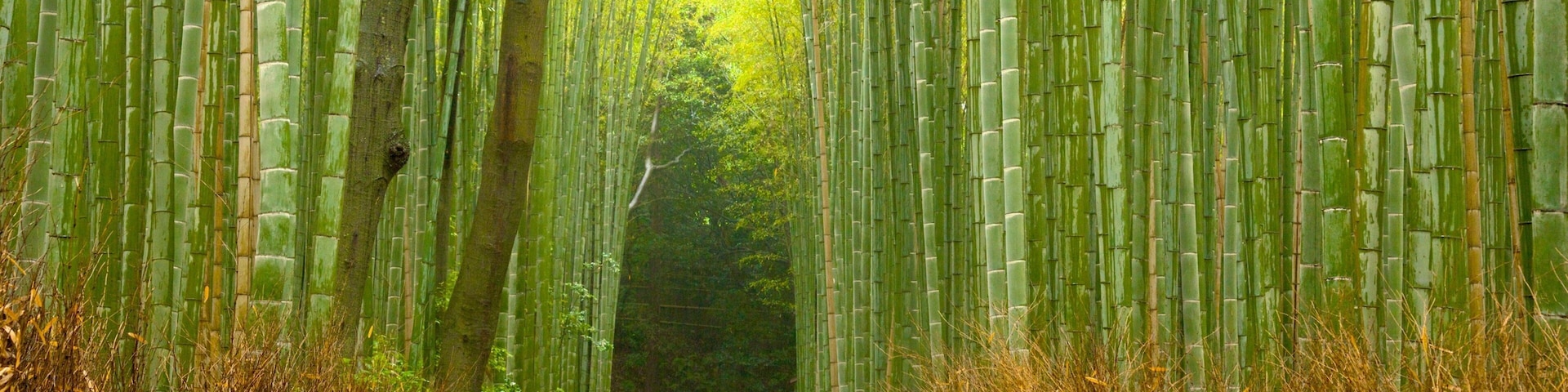 Kyoto featuring forest scenes and a garden