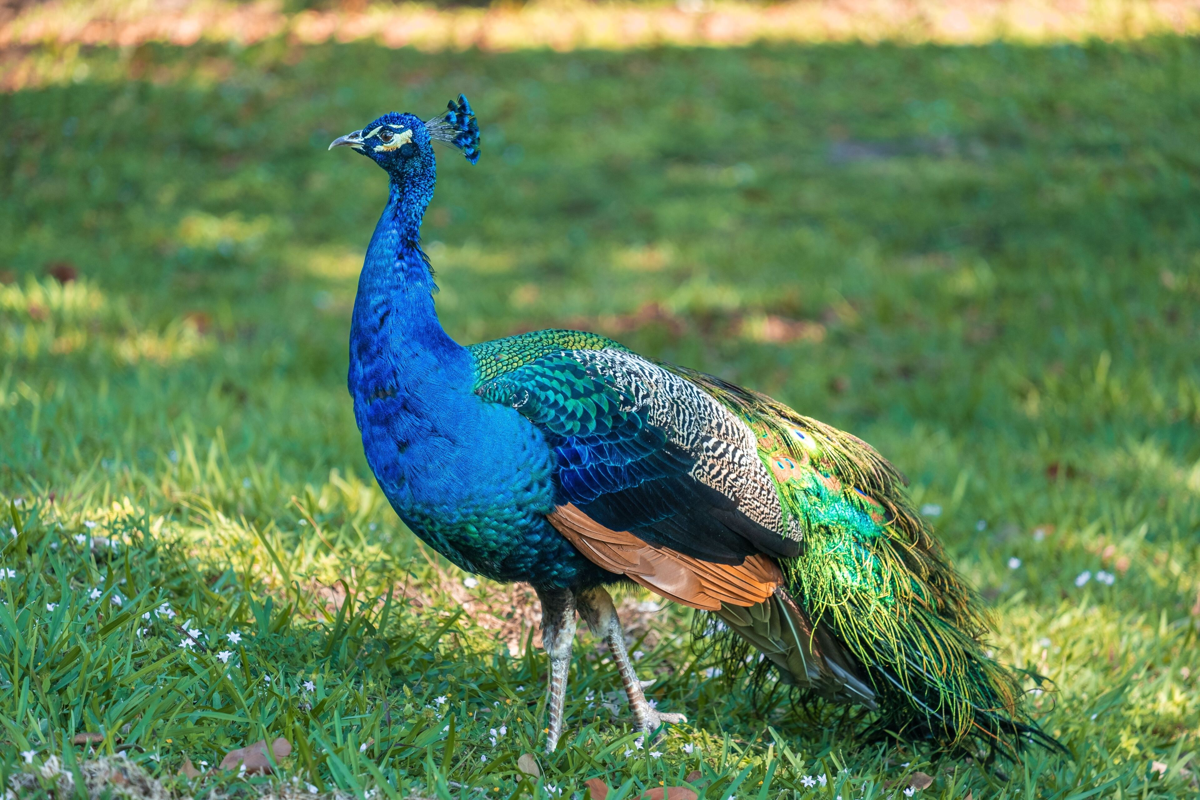 Closeup of a male peacock in Pinecrest, Florida, United States