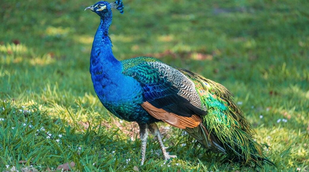 Closeup of a male peacock in Pinecrest, Florida, United States