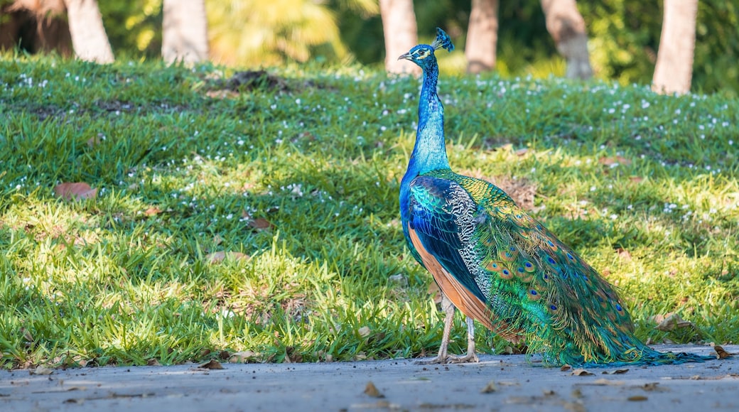 Closeup of a male peacock in Pinecrest, Florida, United States