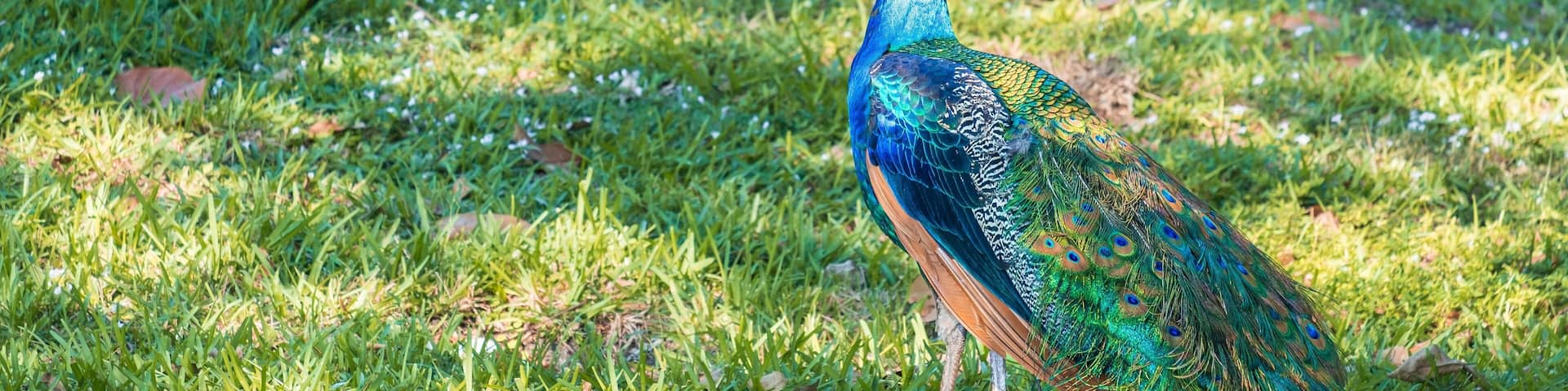 Closeup of a male peacock in Pinecrest, Florida, United States