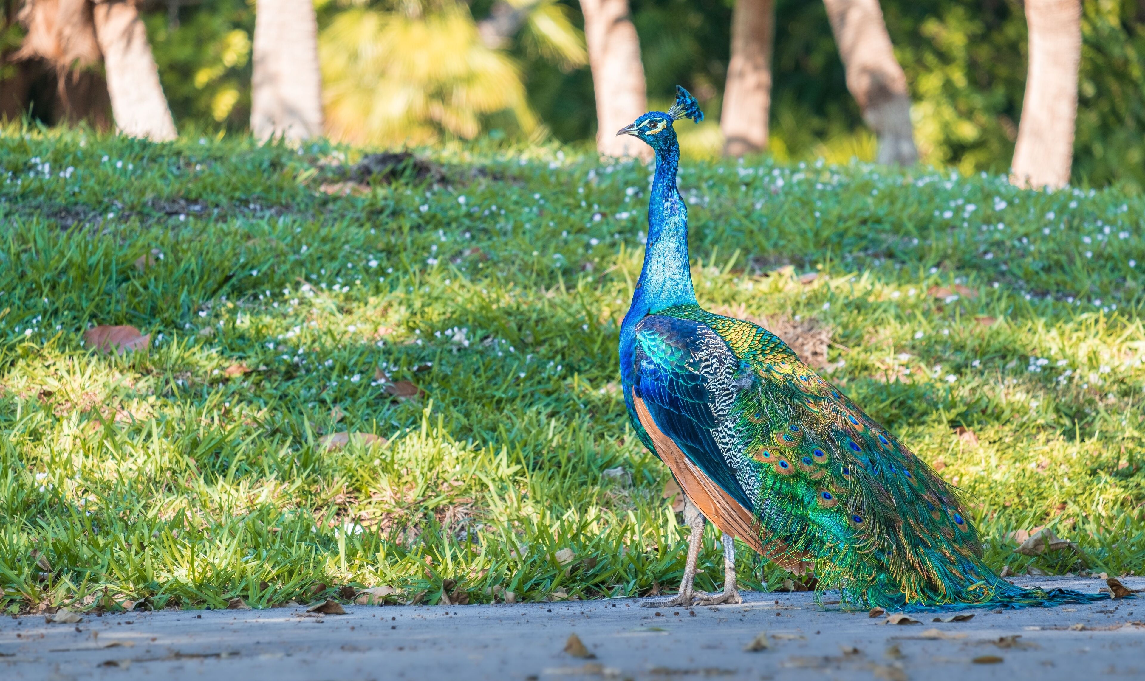 A peacock standing on grass with trees in the background.
