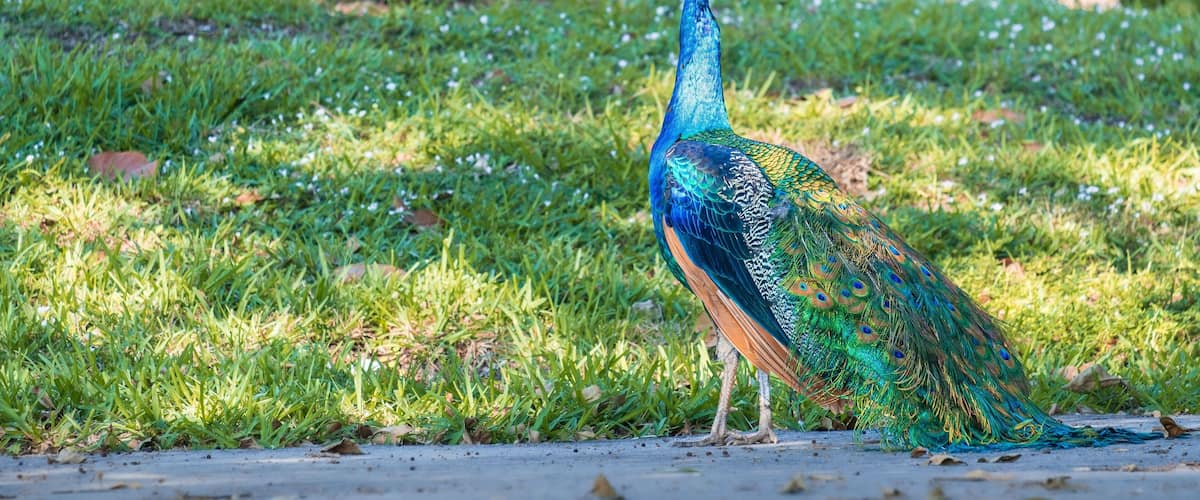 A peacock standing on grass with trees in the background.