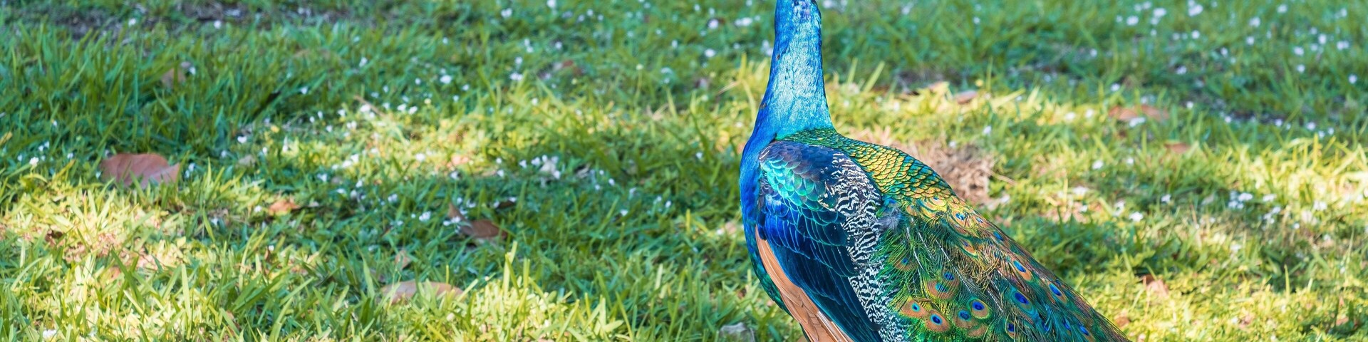 A peacock standing on grass with trees in the background.