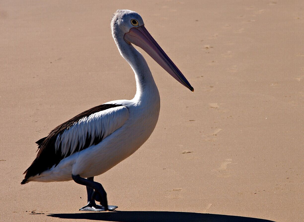 Hervey Bay is situated 300km North of Brisbane. There are lots of places to visit in ths area. Frazer Island is ahead of all. We just had a cup of tea in a beach restaurant here, on our way to Bundaberg.

There were loads of bird species along the beach. They beautify this area further.