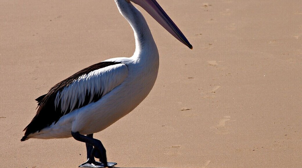 Hervey Bay is situated 300km North of Brisbane. There are lots of places to visit in ths area. Frazer Island is ahead of all. We just had a cup of tea in a beach restaurant here, on our way to Bundaberg.
There were loads of bird species along the beach. They beautify this area further.