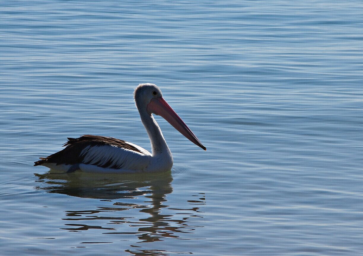 Hervey Bay is situated 300km North of Brisbane. There are lots of places to visit in ths area. Frazer Island is ahead of all. We just had a cup of tea in a beach restaurant here, on our way to Bundaberg. There were loads of bird species along the beach. They beautify this area further.