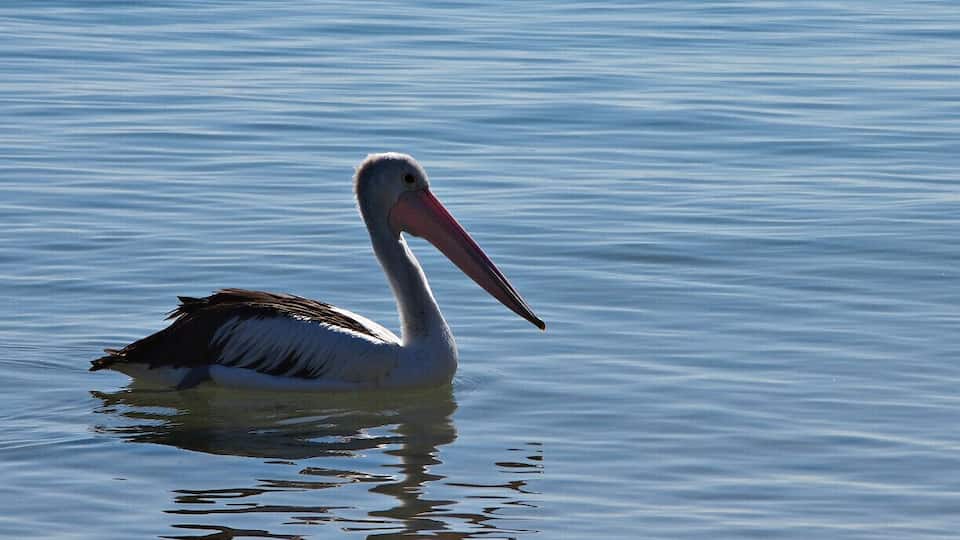 Hervey Bay is situated 300km North of Brisbane. There are lots of places to visit in ths area. Frazer Island is ahead of all. We just had a cup of tea in a beach restaurant here, on our way to Bundaberg. There were loads of bird species along the beach. They beautify this area further.