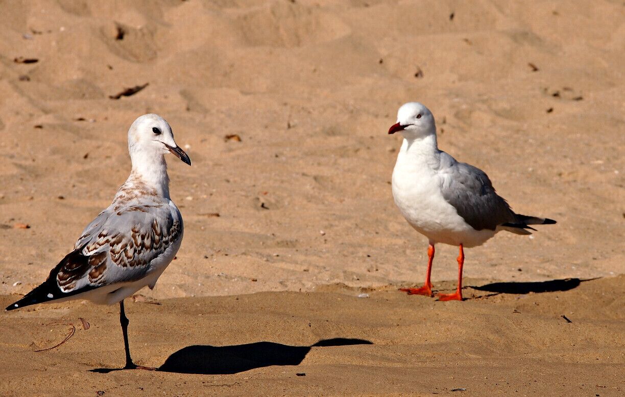 Hervey Bay is situated 300km North of Brisbane. There are lots of places to visit in ths area. Frazer Island is ahead of all. We just had a cup of tea in a beach restaurant here, on our way to Bundaberg. There were loads of bird species along the beach. They beautify this area further.