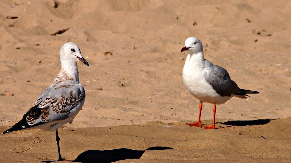 Hervey Bay is situated 300km North of Brisbane. There are lots of places to visit in ths area. Frazer Island is ahead of all. We just had a cup of tea in a beach restaurant here, on our way to Bundaberg. There were loads of bird species along the beach. They beautify this area further.