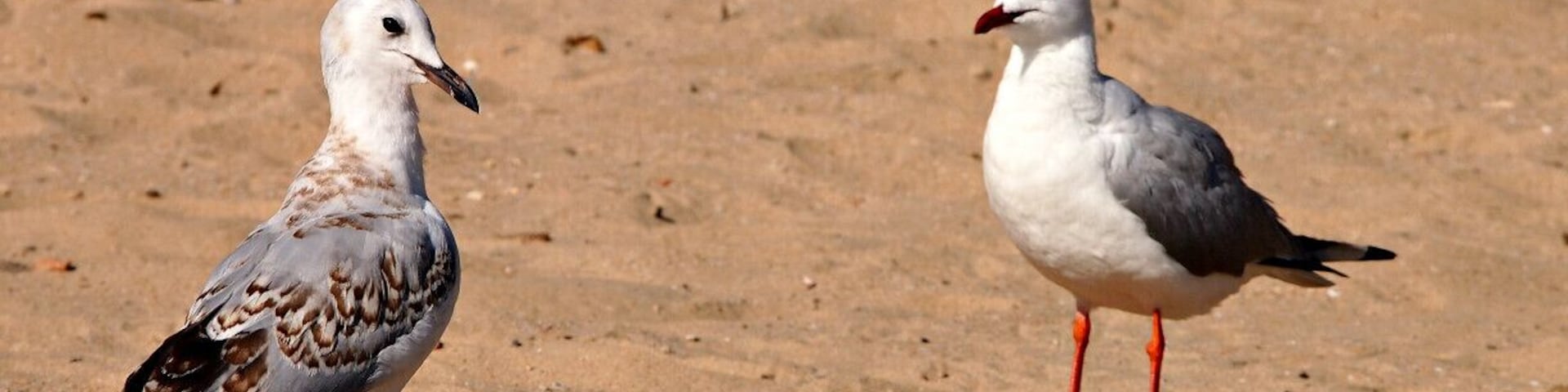 Duas gaivotas em uma praia arenosa.