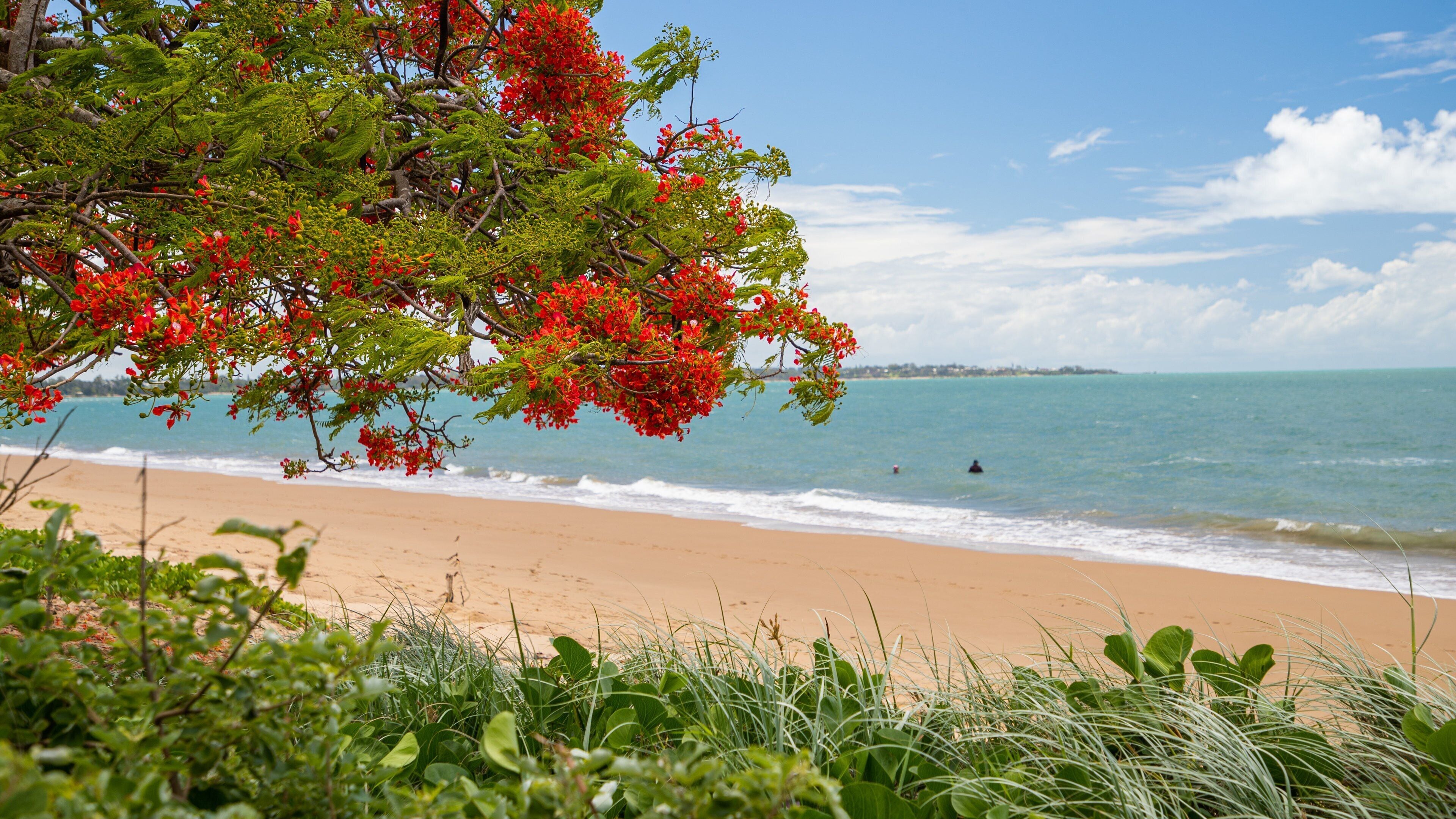 Scarness which includes a sandy beach, wildflowers and general coastal views