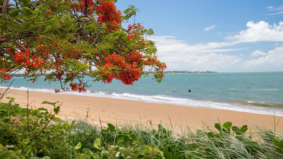 Scarness which includes a sandy beach, wildflowers and general coastal views