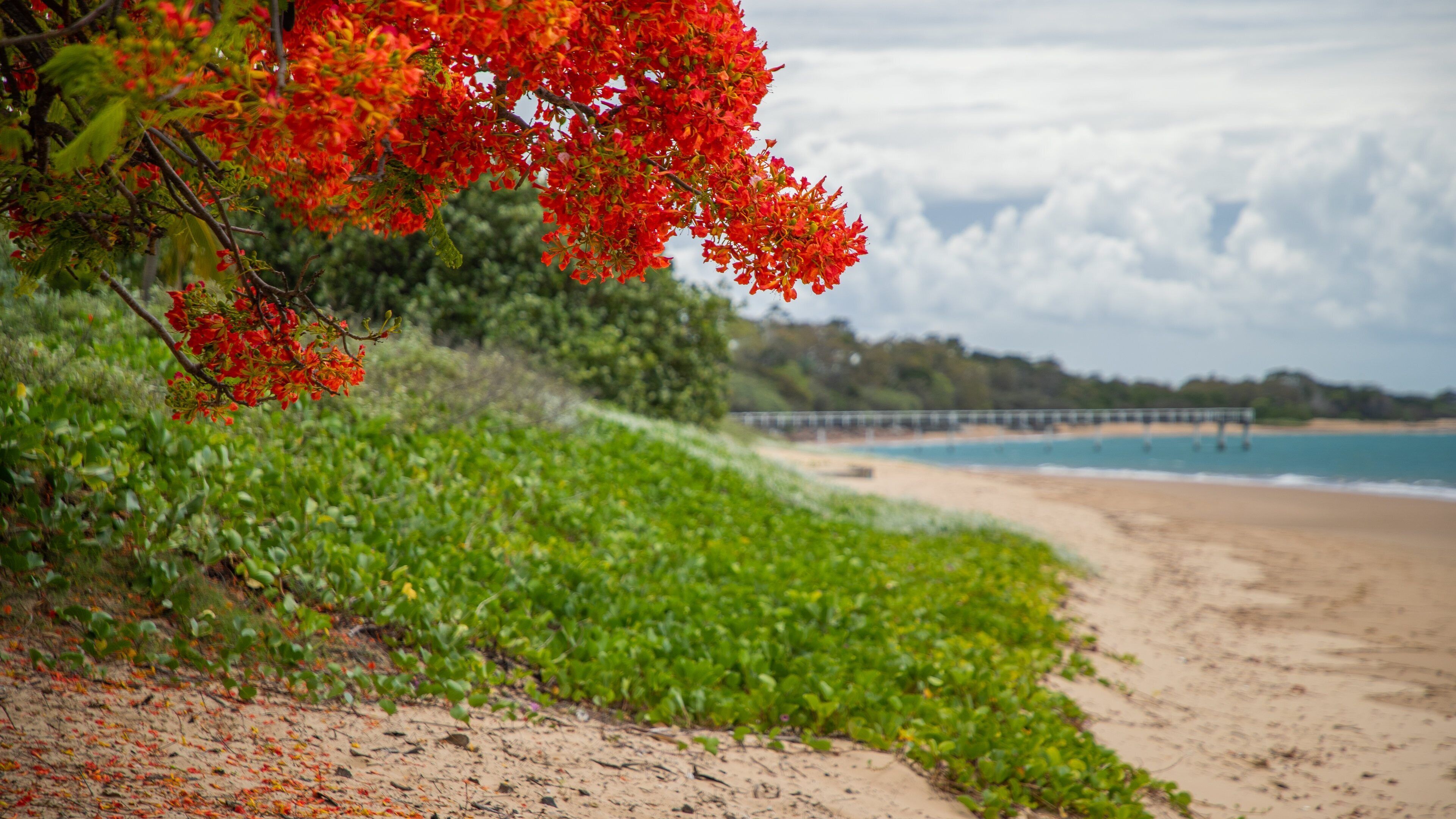 Scarness showing wildflowers and a beach