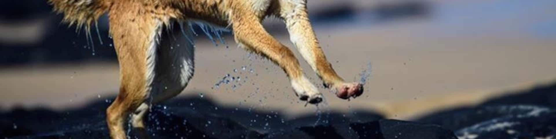 The dingos are enjoying life on Fraser Island 😁😁😁 Provided you keep your distance, observing the wild dingos on Fraser Island can be very rewarding.