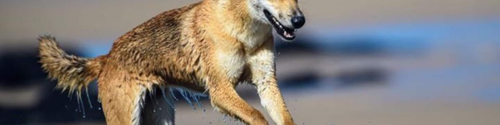 The dingos are enjoying life on Fraser Island 😁😁😁 Provided you keep your distance, observing the wild dingos on Fraser Island can be very rewarding.