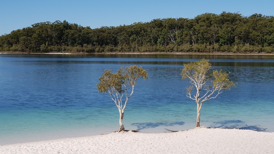 Una playa con dos árboles y un bosque al fondo.