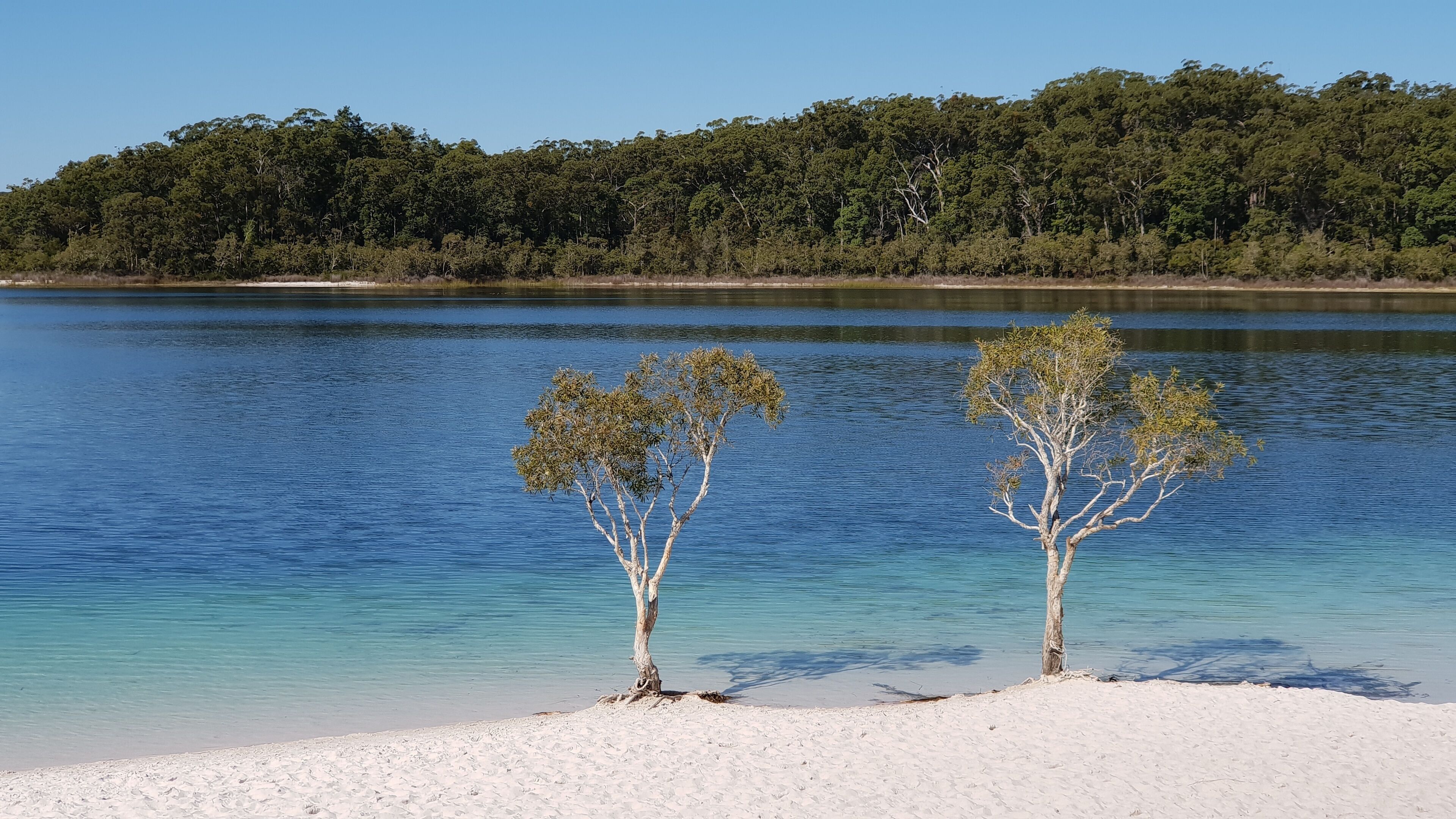 A beach with two trees and a forest in the background.