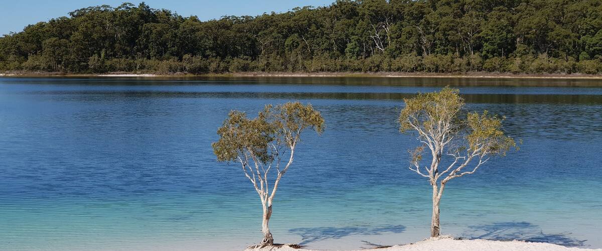 A beach with two trees and a forest in the background.