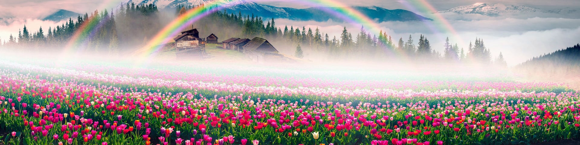 Tulips in the Carpathian region
