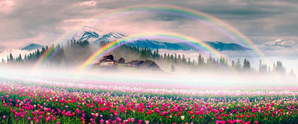 A field of tulips, a mountain range, and a rainbow.