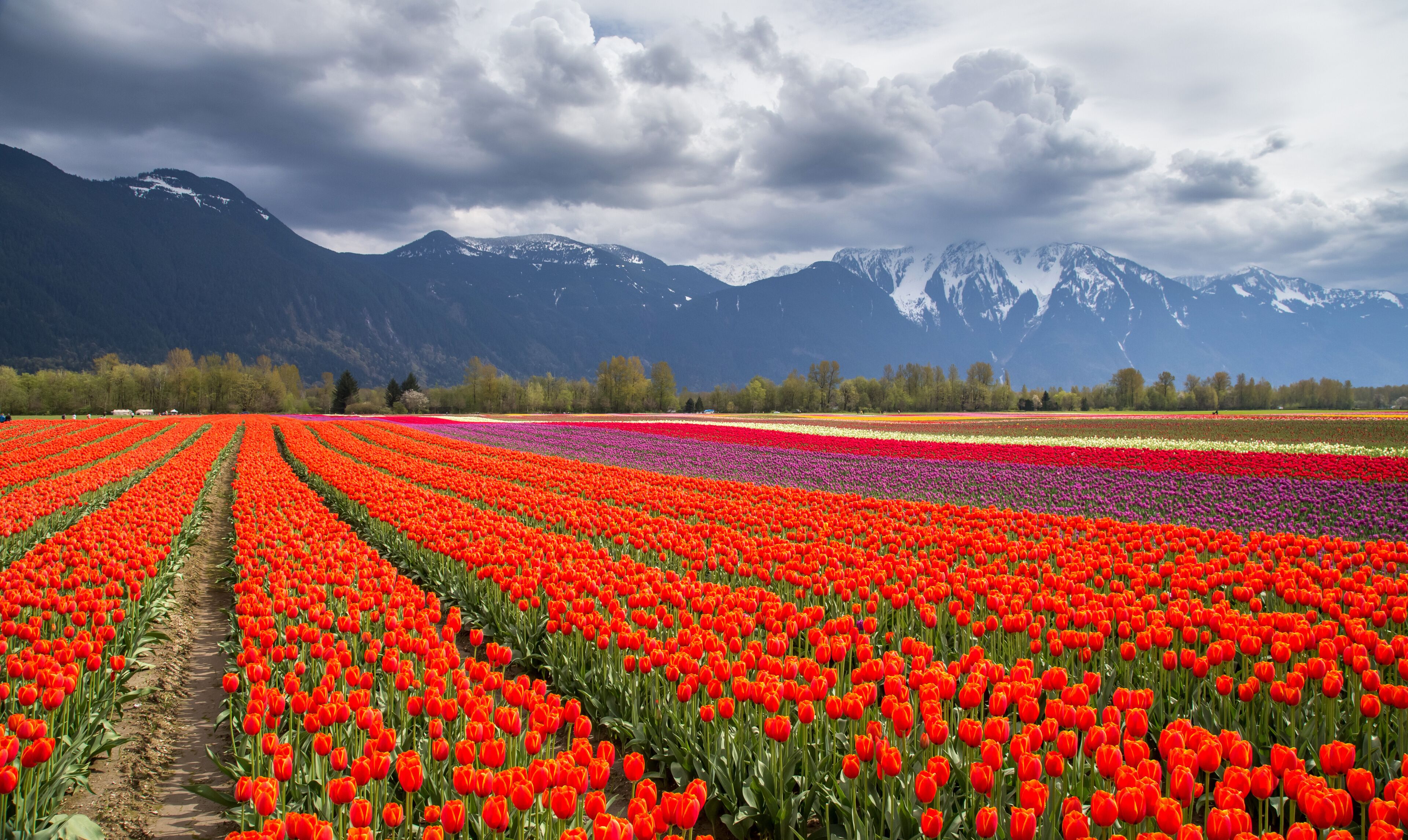 Agassiz