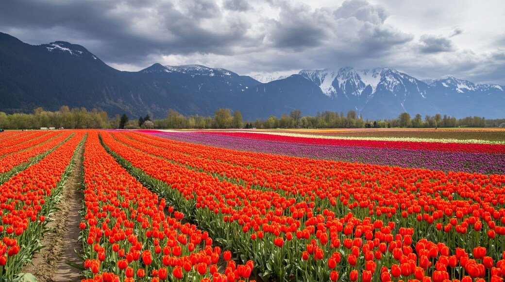 Agassiz