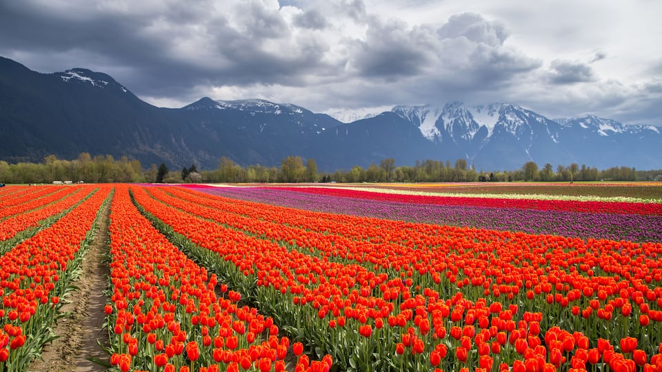 A tulip field with a mountain range in the background.