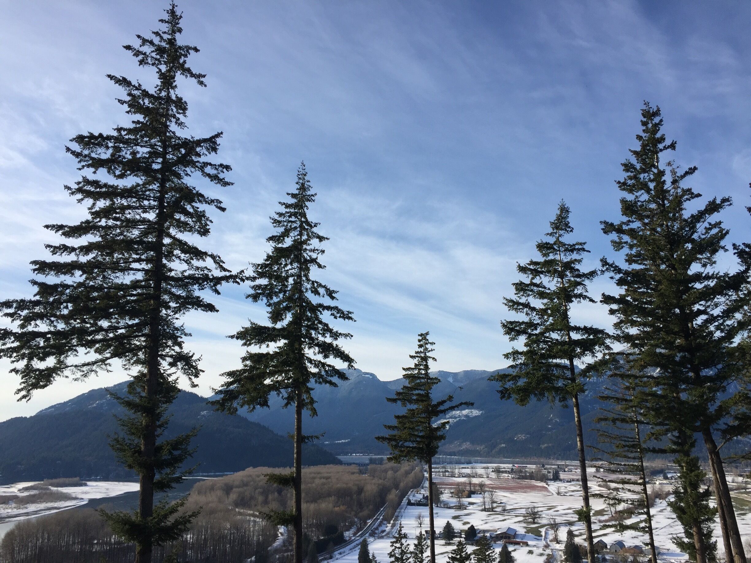 #WinterWonders 

A beautiful Christmas afternoon walk with a stunning vista view of the Fraser River and mountains in the background and and a amazing stand of evergreens looking like guardians of the valley! 