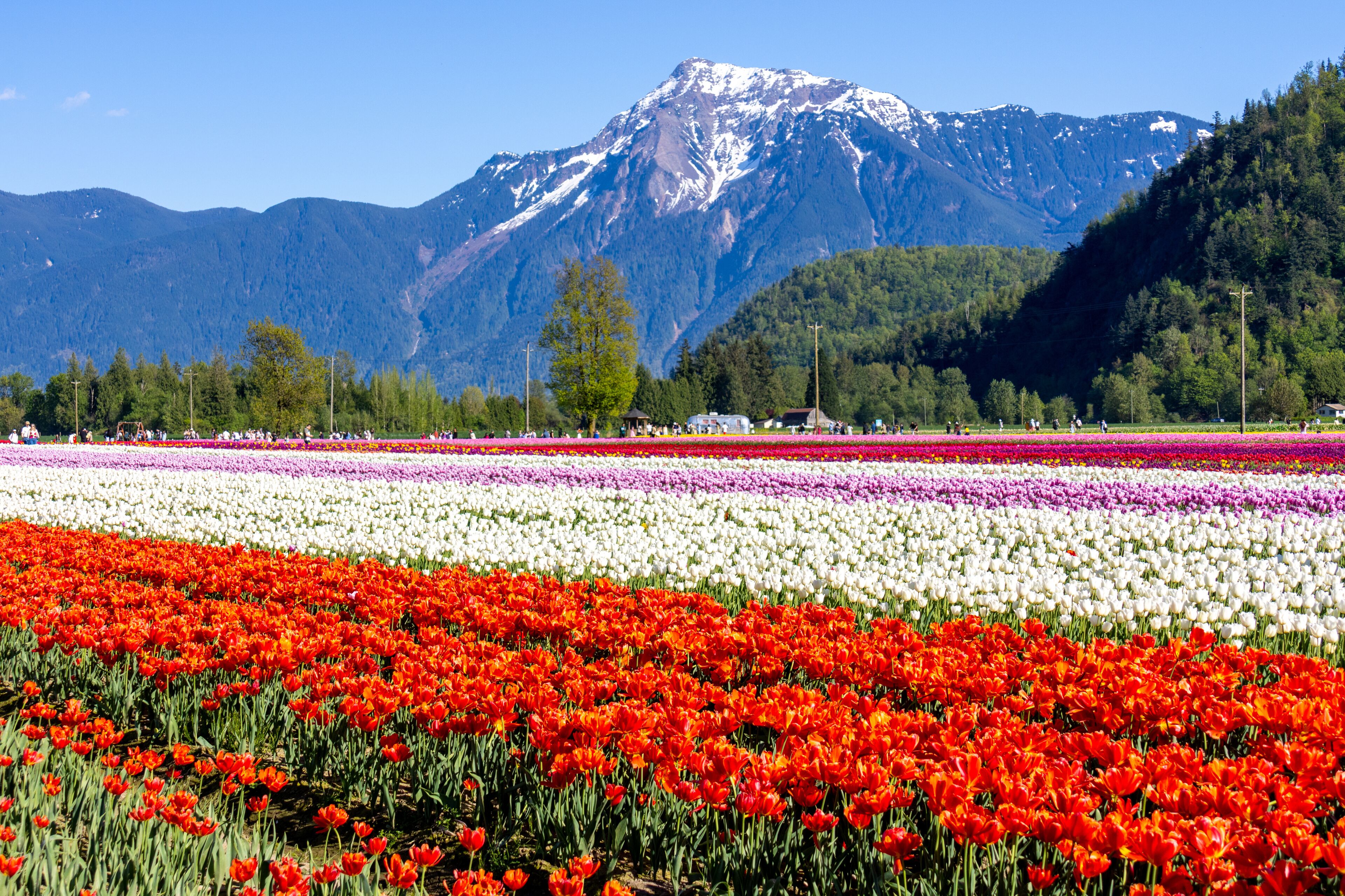 Agassiz