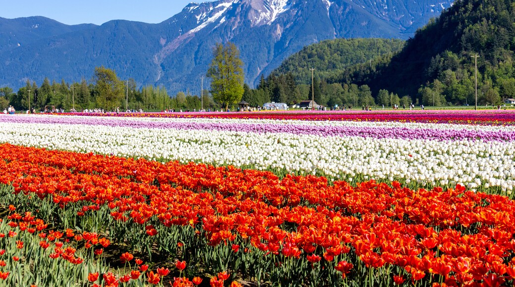 Agassiz